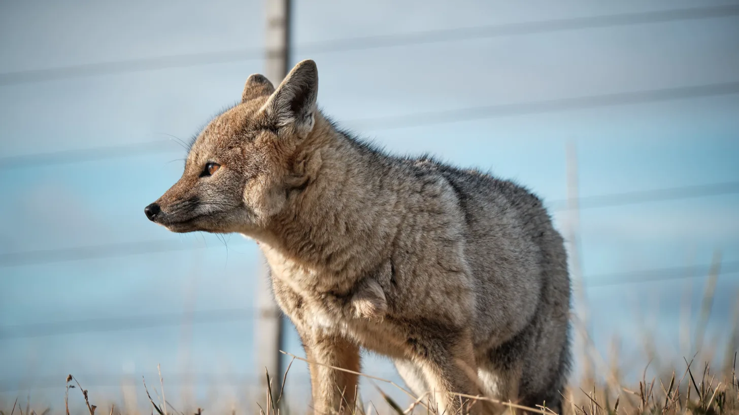 A chilla fox standing in grass, in Tierra del Fuego, Chile.