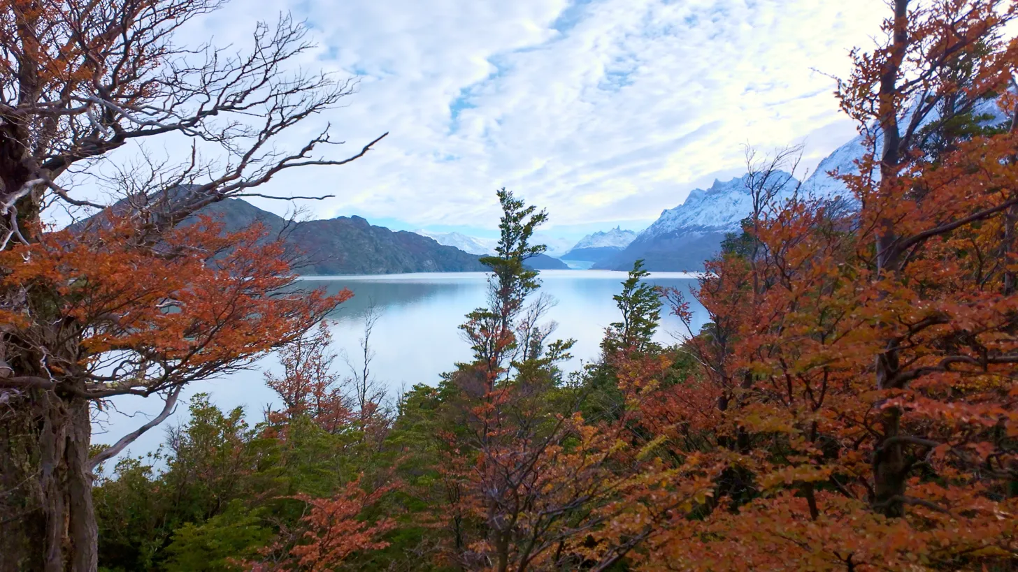 Trees with autumn colours framing a view of Grey glacier and surrounding mountains