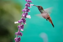 Amazilla hummingbird feeding from a flower in Lima, Peru.