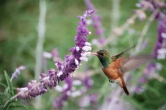 Amazilla hummingbird feeding from a flower in Lima, Peru.