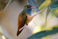 Amazilla hummingbird in Lima, Peru.