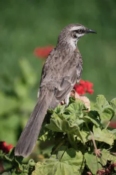 A small bird sitting along El Malecón in Lima, Peru.