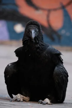 Black vulture sitting on the ground in Barranco, Lima, Peru.