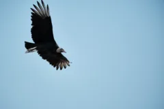 Vulture flying over Lima, Peru.