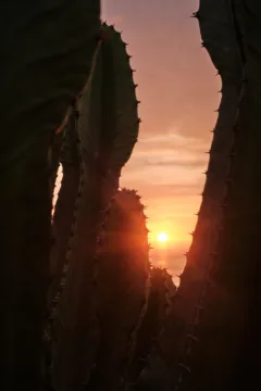 The sun setting behind a cactus on El Malecón in Lima, Peru