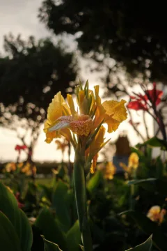 Colourful flower growing along El Malecón in Lima, Peru.