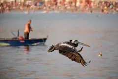 A pelican flying in Chorillo, Lima, Peru.