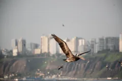 A pelican flying past Lima's coastline.