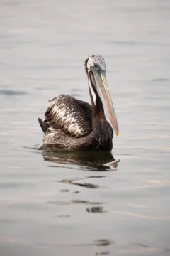 A Pelican in the water, Lima, Peru