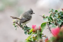 White-Crested Tyrannulet standing on branch