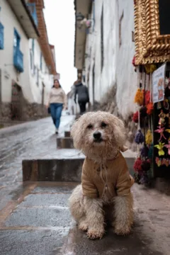 A little white dog, dressed in a beige jacket, sits on the streets of Cusco, Peru.