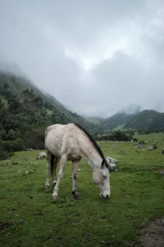 A white horse grazing in a field along the Humantay Lake trek in Peru.