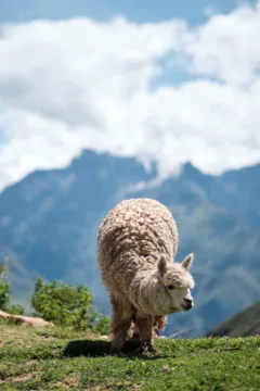 An alpaca grazing in Peru.