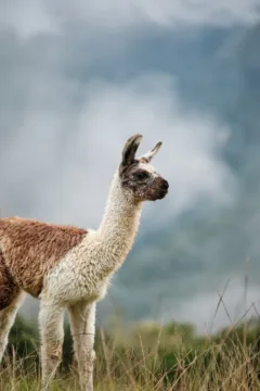 A baby llama at Machu Picchu, Peru.