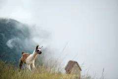 A baby llama at Machu Picchu in Peru.