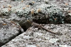 A small lizard sitting on rocks at Machu Picchu, Peru.