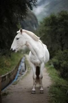 A white horse stands on a narrow pathway in Soray, Peru.