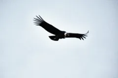 An Andean condor flying in Torres del Paine National Park, Chile.