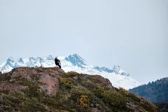 An Andean condor sat on a mountain top in Torres del Paine National Park, Chile.