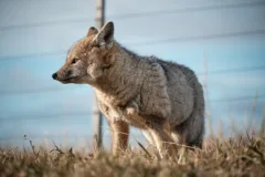 A chilla fox standing in grass, in Tierra del Fuego, Chile.