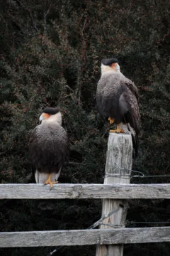 2 crested caracara sat on a fence in Torres del Paine National Park, Chile.