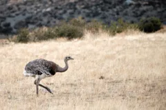 A Darwin's rhea walking through a grassy field in Tierra del Fuego, Chile.