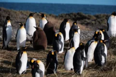 A colony of king penguins in Reserva Natural Pingüino Rey, Chile.