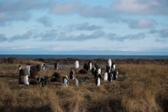 A colony of king penguins in Reserva Natural Pingüino Rey, Chile.