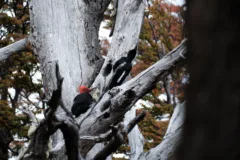 A male and female Magellanic woodpecker in Torres del Paine National Park, Chile.