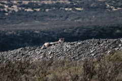 A puma lying on a ridge of rocks in Torres del Paine National Park, Chile.