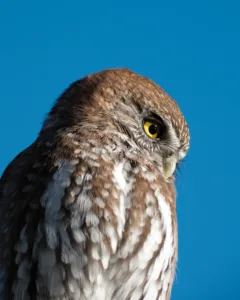 A close up of an Austral pygmy owl. The sky surrounding the bird is bright blue.