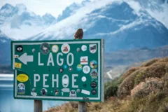 An Austral pygmy owl sits on a road sign that reads "Lago Pehoe". The sign is covered in travel stickers and a lake and snow-covered mountains can be seen in the background.