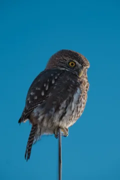 A close up of an Austral pygmy owl sitting on a road sign. The sky surrounding the bird is bright blue.