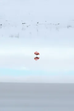 A Chilean flamingo standing in water, backed by snow in Torres del Paine National Park, Chile.