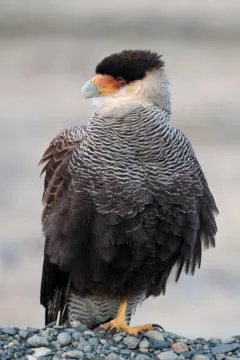 A close up of a Crested Caracara standing on gravel, in Torres del Paine National Park, Chile.