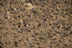 A herd of guanaco grazing on a grassy hillside in Torres del Paine National Park, Chile.