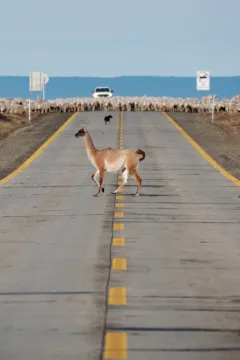 A guanaco walking across the road, in front of hundreds of sheep in Tierra del Fuego, Chile.