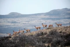 A herd of a guanaco walking along a grassy ridge in Torres del Paine National Park, Chile.