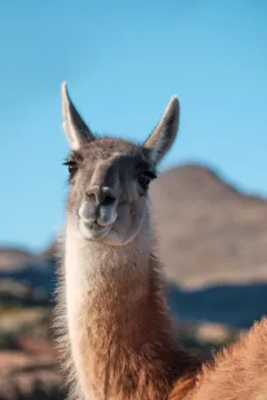 A close up of a guanaco in Torres del Paine National Park, Chile.