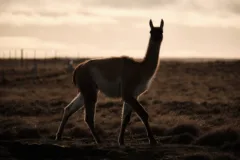 The silhouette of a single guanaco can be seen as the sun sets in Torres del Paine National Park, Chile.