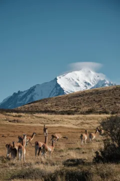 A herd of guanaco grazing on grassland in Torres del Paine National Park, Chile. Snow-capped mountains can be seen in the background.