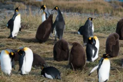 A colony of king penguins in Tierra del Fuego, Chile. One fluffy chick can be seen opening his mouth, waiting to be feed.