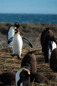 A colony of king penguins in Tierra del Fuego, Chile. One adult is waddling along with his wings out and several black fluffy chicks can be seen.