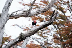 A Magellanic Woodpecker taking flight from a tree branch in Torres del Paine National Park. The black body and bright red head show that the woodpecker is male.