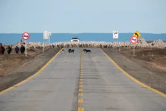 Hundreds of sheep surround a car on a road in Tierra del Fuego, Chile. Farmers, dogs and horses are moving the herd along.