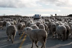 A large herd of sheep surround a silver car on a road in Tierra del Fuego, Chile.