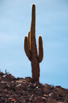 A single cactus stands on a rocky ridge in the desert, it is backed by blue sky.