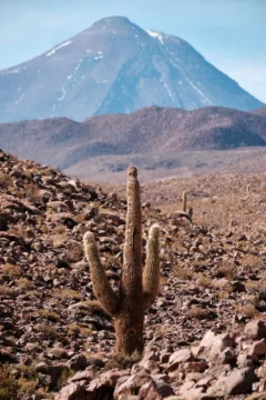 A single cactus stands in a desert valley, backed by a volcano.