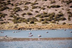 About 20 Chilean flamingo are standing in a shallow lagoon, it is surrounded by dusty hills and shrubs.