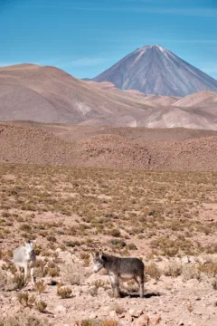 One dark grey donkey and one light grey donkey are standing in a desert landscape with a few dry shrubs scattered around and a volcano in the background.